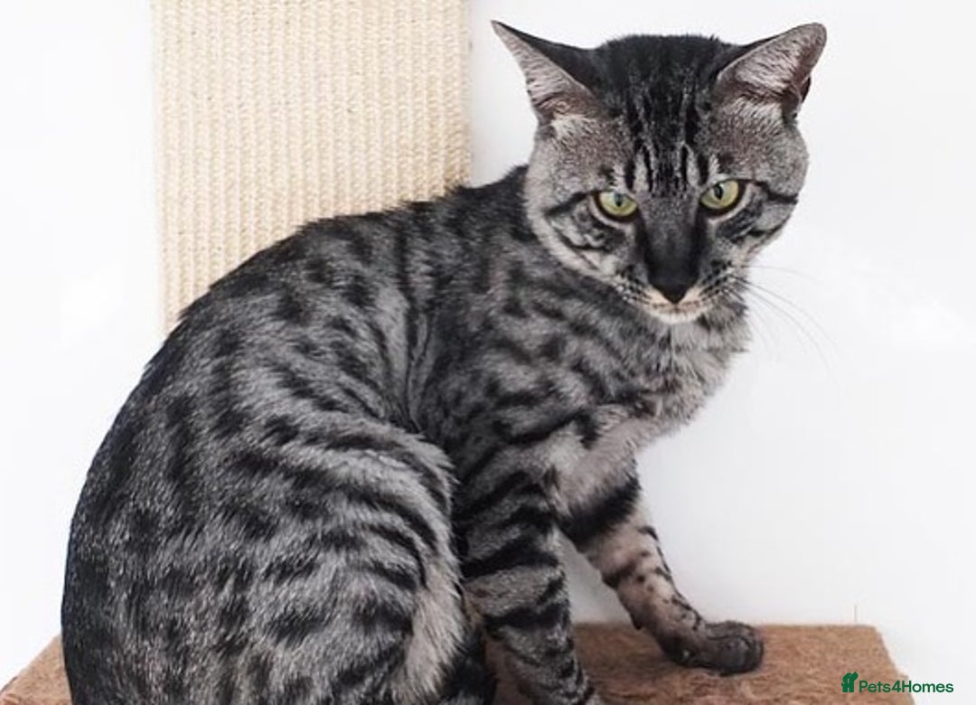 Savannah cats for sale: Retired F5 Silver Savannah boy with black nose - Image 3
