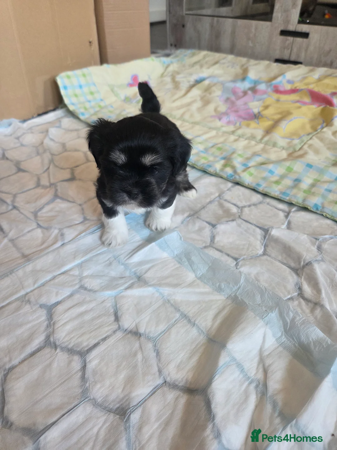 Lhasa Apso dogs for sale: Puppies - Advert 9