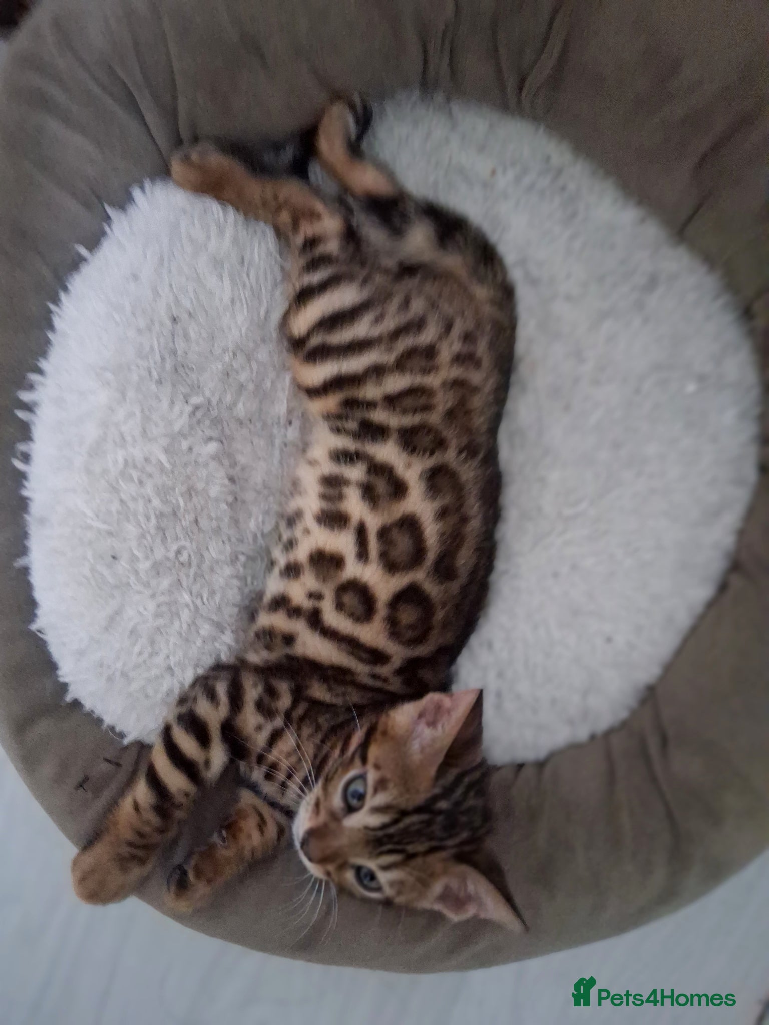 Bengal cats ⭐️Bengal kittens⭐️ - Advert 10