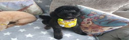 Toy Poodle dogs for sale: Toy poodle puppies  - Advert 10