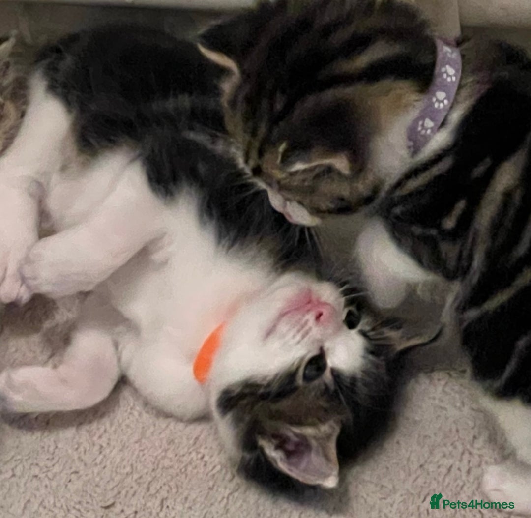 Mixed Breed cats for sale: READY NOW, 3 BEAUTIFUL TABBY BOYS (with Bengal)  - Image 5