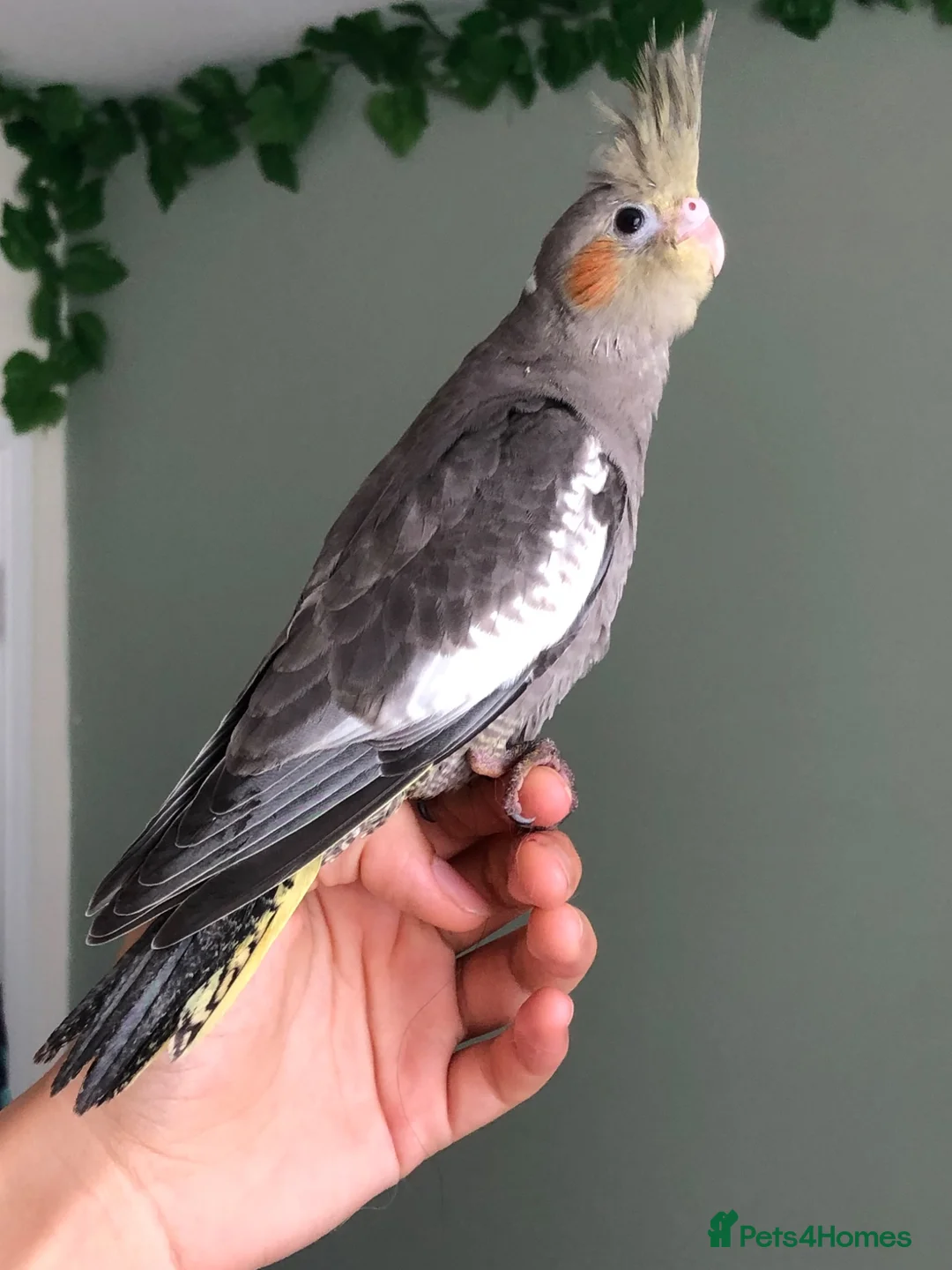 Cockatiels birds for sale:  Hand-reared super tame 8 week baby Cockatiel  - Advert 1