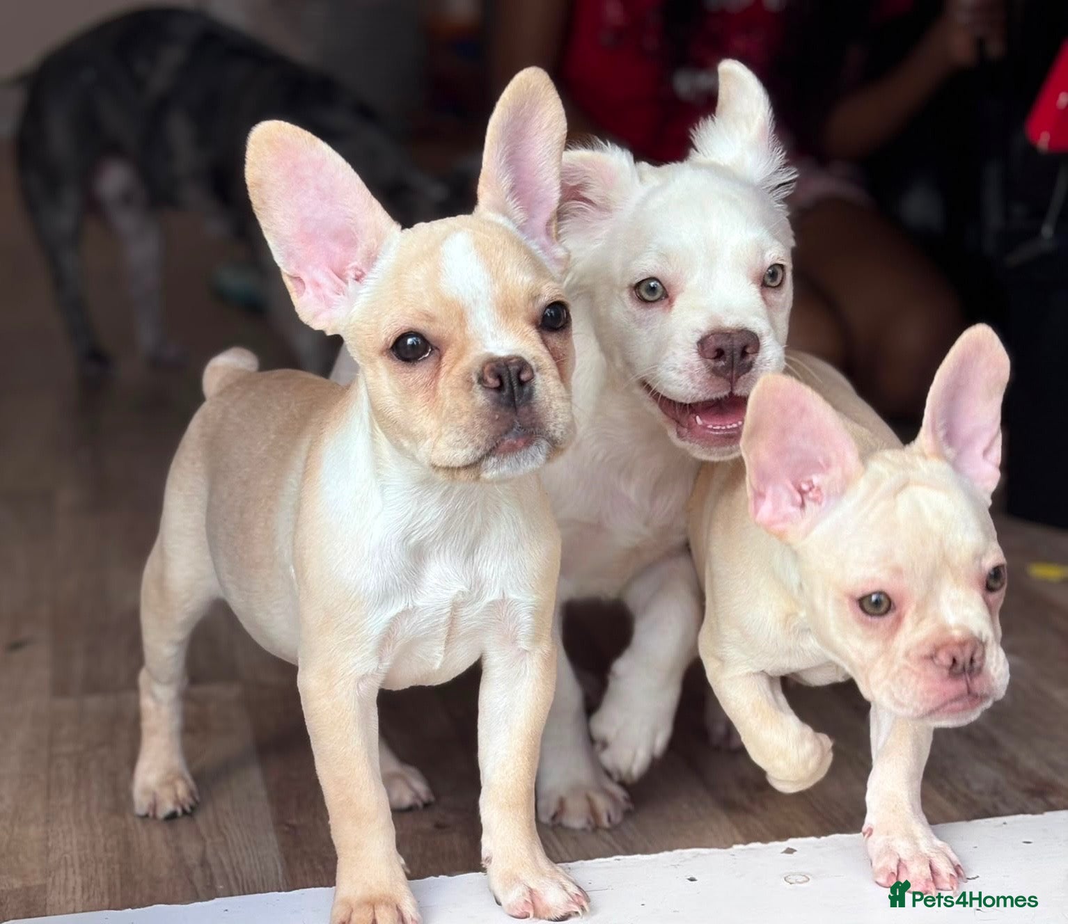 French Bulldog dogs * 🐾 3 Stunning KC Registered Frenchies ❤️ - Advert 7