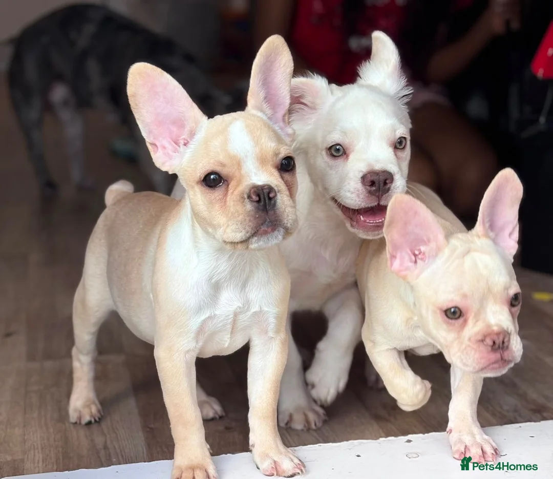 French Bulldog dogs for sale: * 🐾 3 Stunning KC Registered Frenchies ❤️ - Advert 1