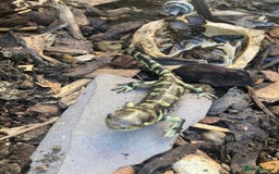 Axolotl reptiles for sale: Tiger salamanders CB April 2025 - Image 1
