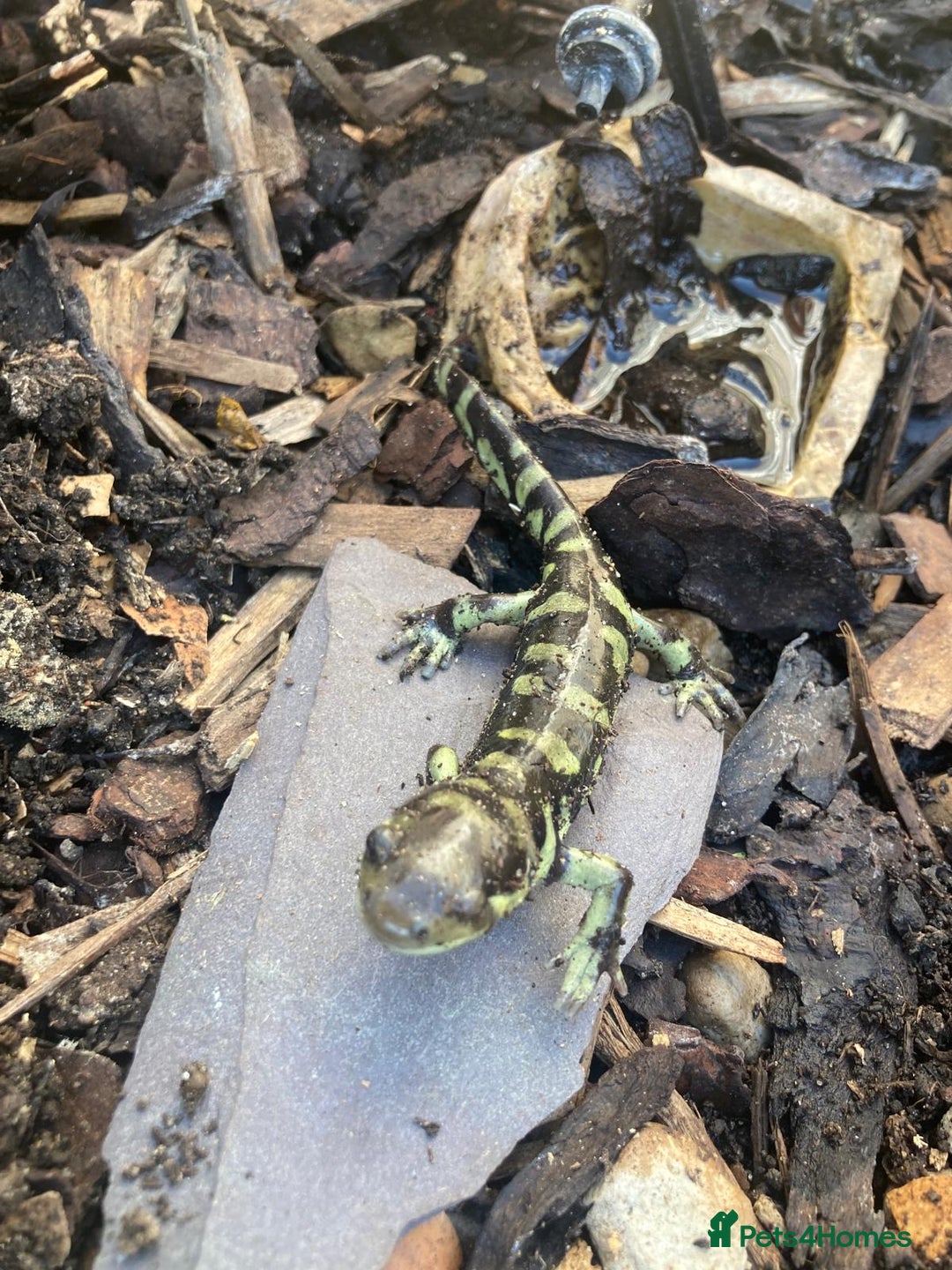 Axolotl reptiles for sale: Tiger salamanders CB April 2025 - Image 1