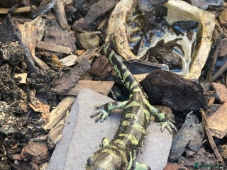 Axolotl reptiles - Advert 11