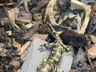 Axolotl reptiles Tiger salamanders CB April 2025 - Advert 11