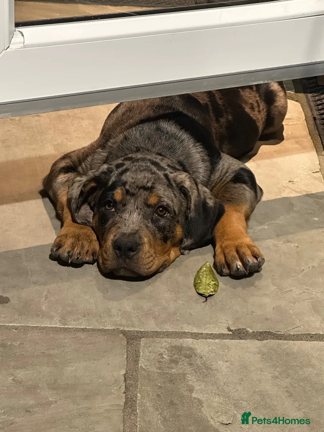 Mixed Breed dogs for sale: American bully cross rottweiler  in Luton - Advert 8