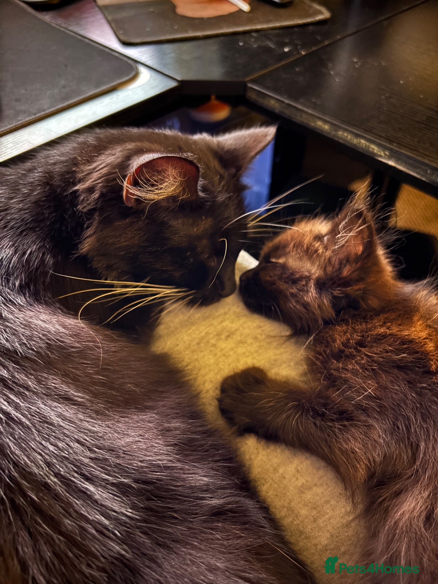 Mixed Breed cats for sale: Beautiful extremely fluffy all black/brown kitten - Advert 17