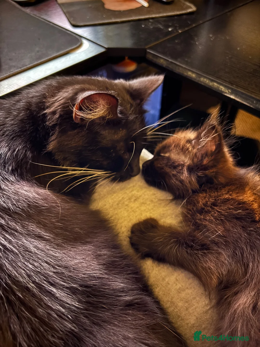 Mixed Breed cats for sale: Beautiful extremely fluffy all black/brown kitten - Advert 1