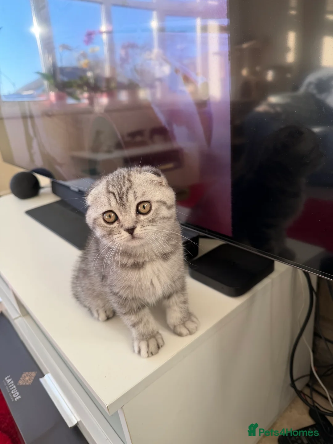 Scottish Fold cats for sale: Scottish fold , British shorthair  - Advert 9