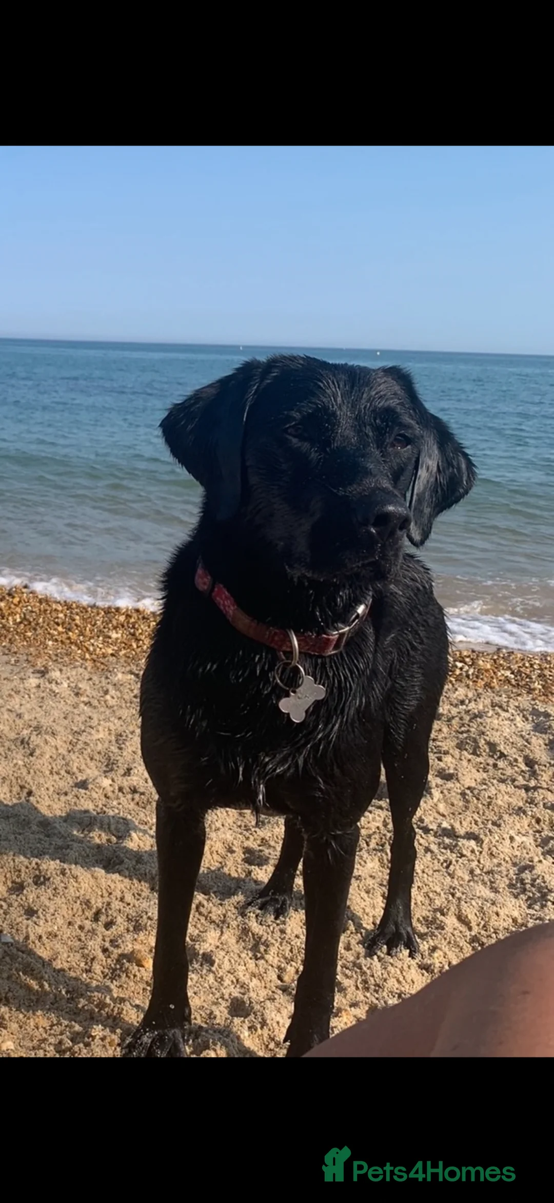 Labrador Retriever dogs for sale: Stunning Labrador Retriever Pups ready 9/5/26 - Advert 8