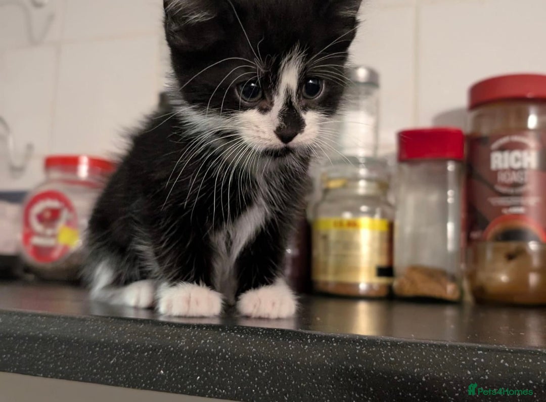 Domestic Shorthair cats for sale: 12 week old boy  - Image 3
