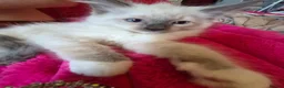 Ragdoll cats for sale: Cute purebred blue point mitted ragdoll kitten  - Advert 14