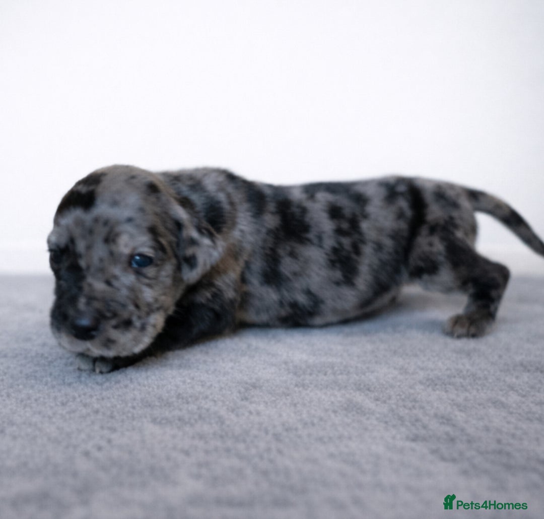 Great Dane dogs for sale: KC Registered Great Danes - Stunning Litter  - Advert 5