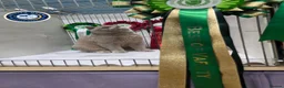 British Shorthair cats for stud: Exclusive Russian Bloodlines British SH Lilac Stud - Advert 7