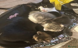 Mixed Breed cats for sale: 6 beautiful kittens ready now (4 left) - Image 7