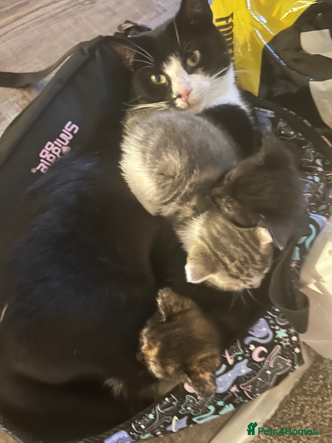 Mixed Breed cats for sale: 6 beautiful kittens ready now (4 left) - Image 7