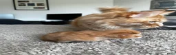 Maine Coon cats for sale: Majestic Fire Maine Coon Kittens - Advert 21
