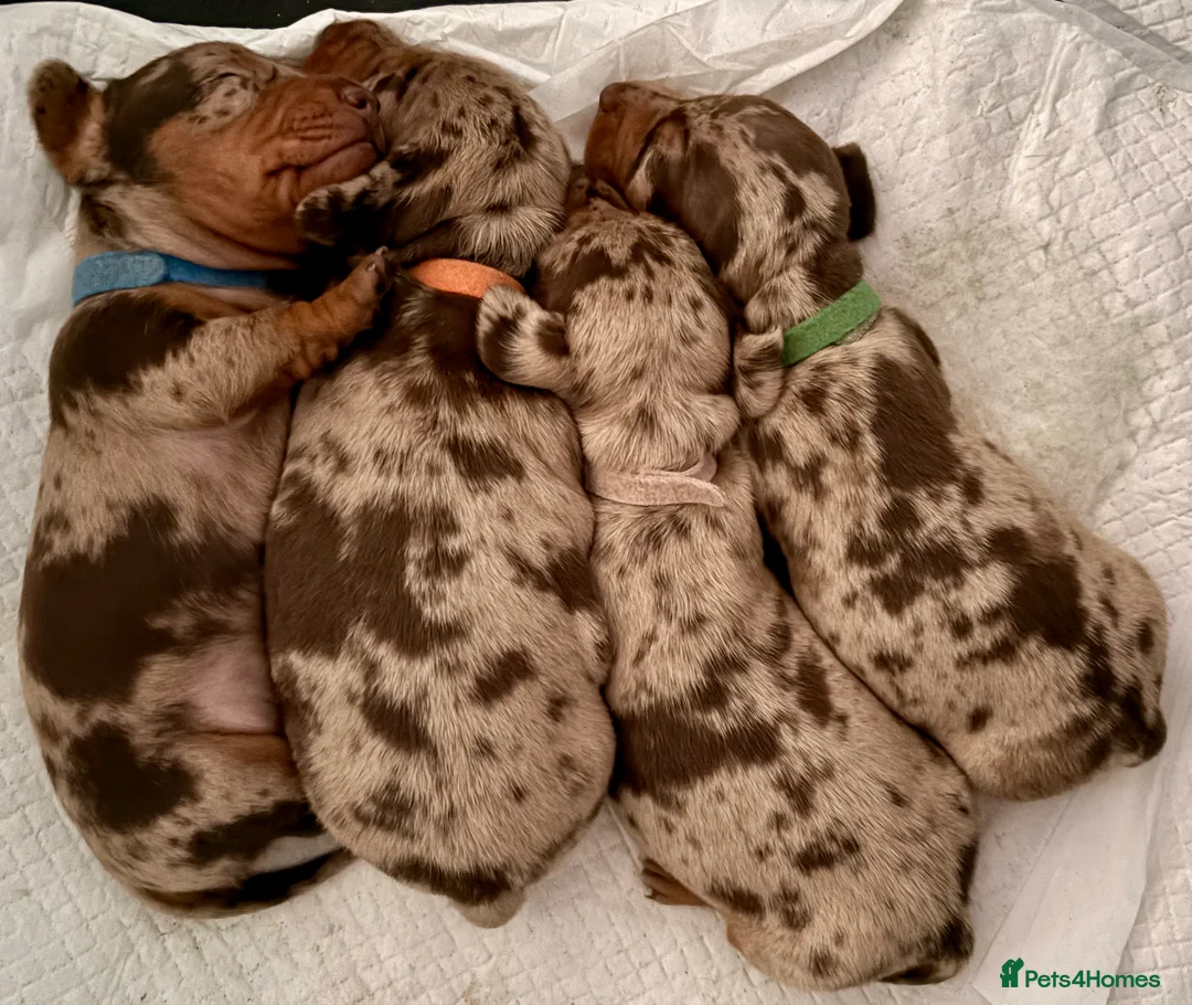 Miniature Dachshund dogs for sale: Miniature dachshunds  - Advert 2