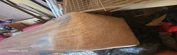 Lionhead rabbits for sale: Black lion head  in Godalming - Advert 6