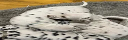 Dalmatian dogs for sale: Dalmation puppies for sale - Advert 9