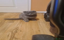 Scottish Fold cats for sale: Scotish kittens  - Image 18