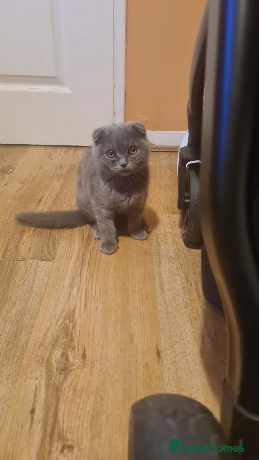 Scottish Fold cats for sale: Scotish kittens  - Image 18