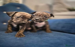 Mixed Breed dogs for sale: Mum-STAFF DAD-CANECORSO - Image 11