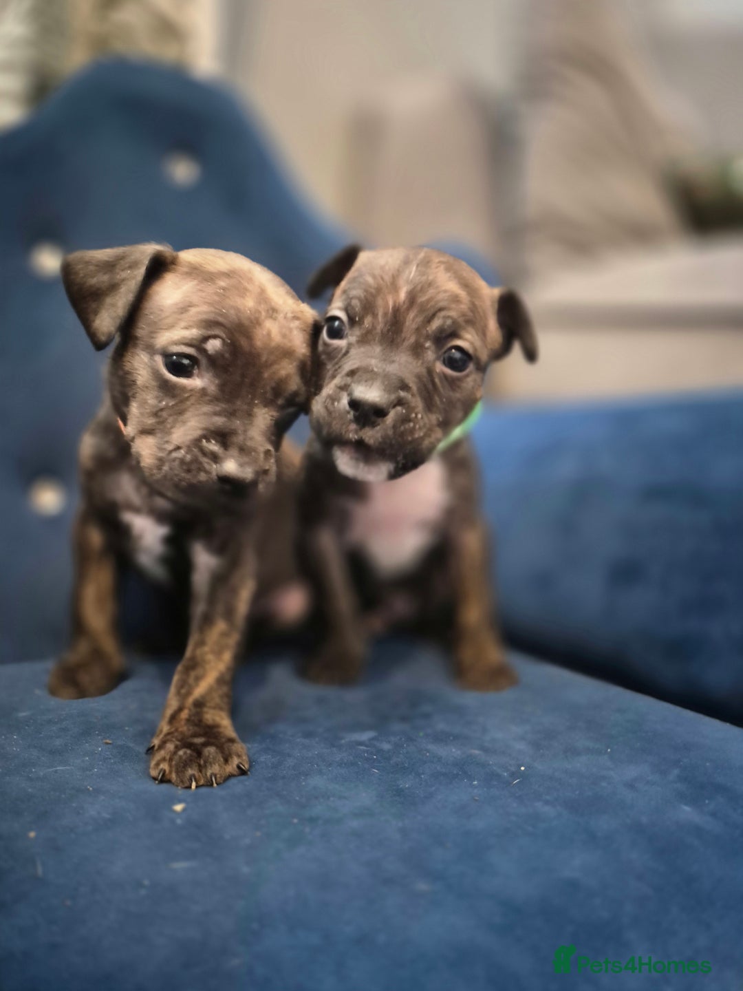 Mixed Breed dogs for sale: Mum-STAFF DAD-CANECORSO - Image 11