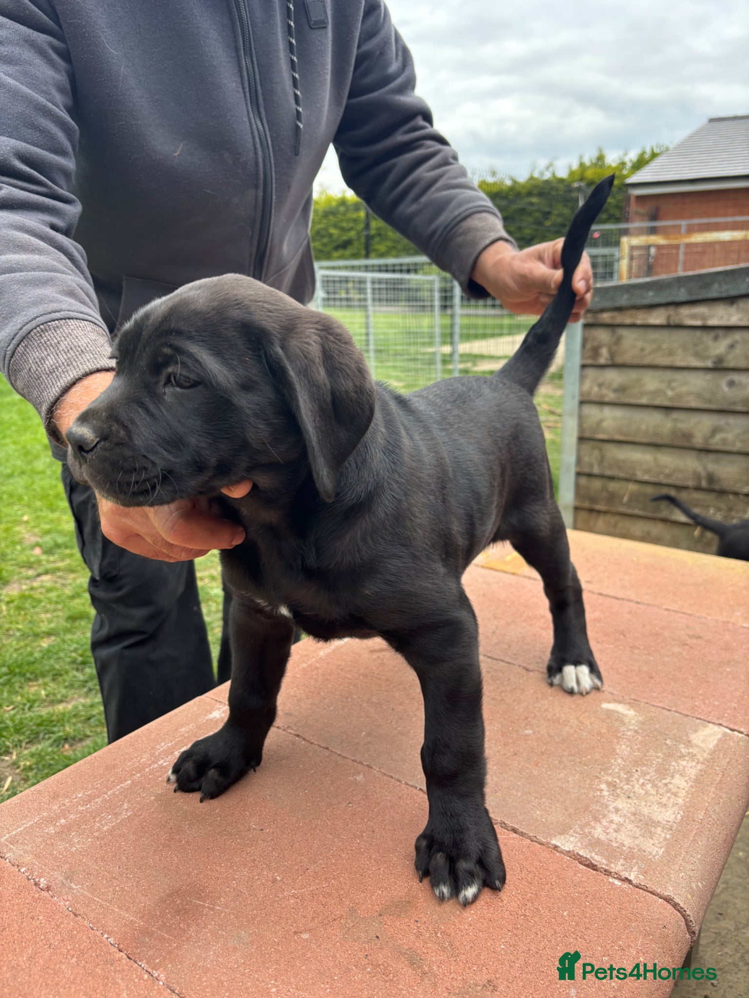 Cane Corso dogs Lo Raso Cane Corso - Advert 2