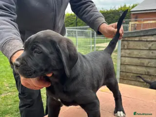 Cane Corso dogs Lo Raso Cane Corso - Advert 2