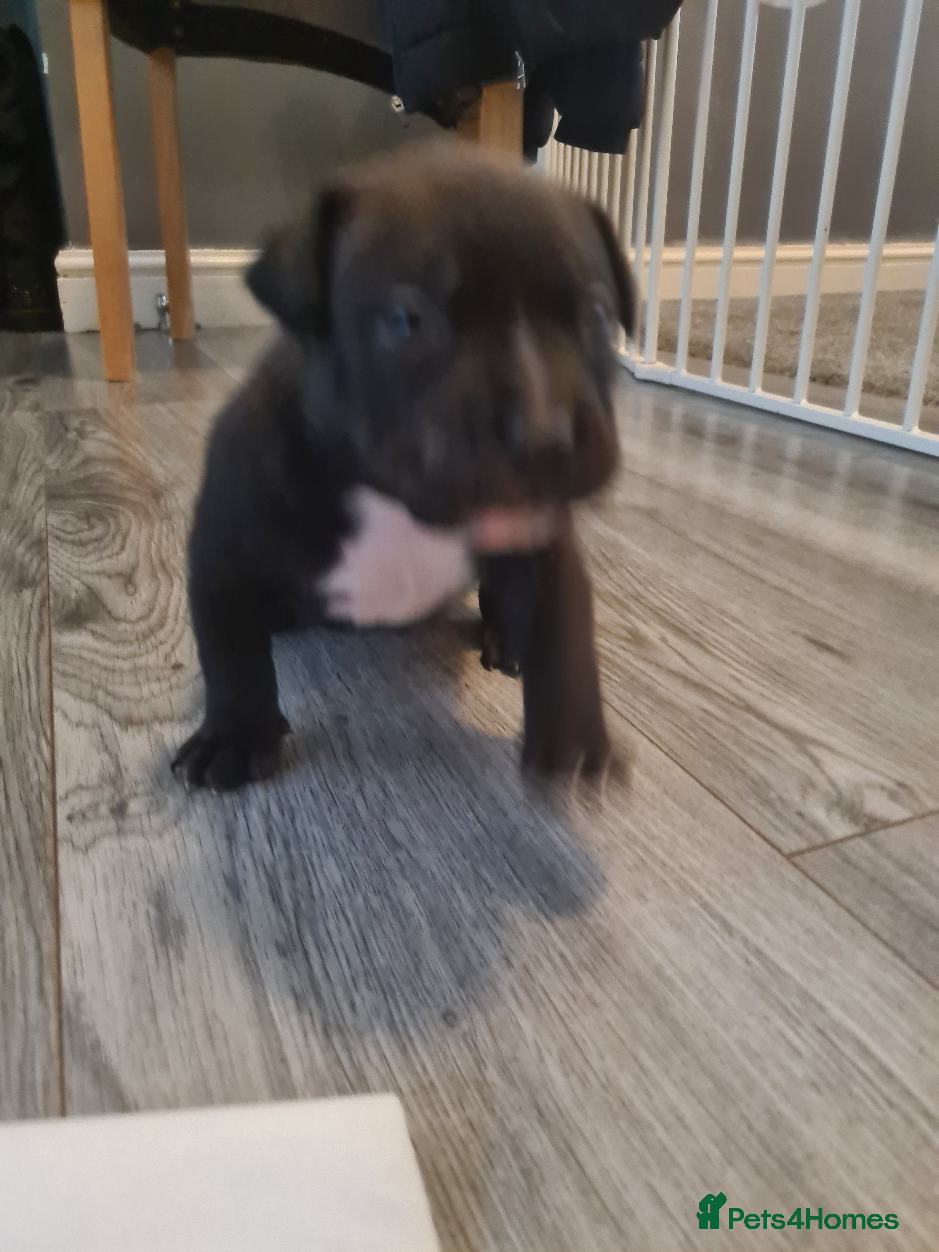 Staffordshire Bull Terrier dogs Beautiful staff female puppy - Advert 12