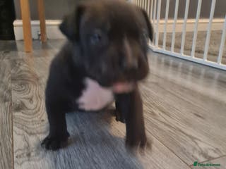 Staffordshire Bull Terrier dogs Beautiful staff female puppy - Advert 16