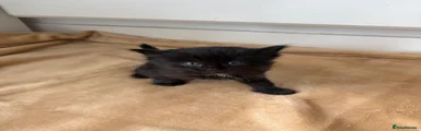 Ragdoll Kitten 7
