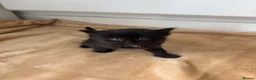 Ragdoll cats for sale: Beautiful Ragdoll x Siberian Kittens - Advert 6