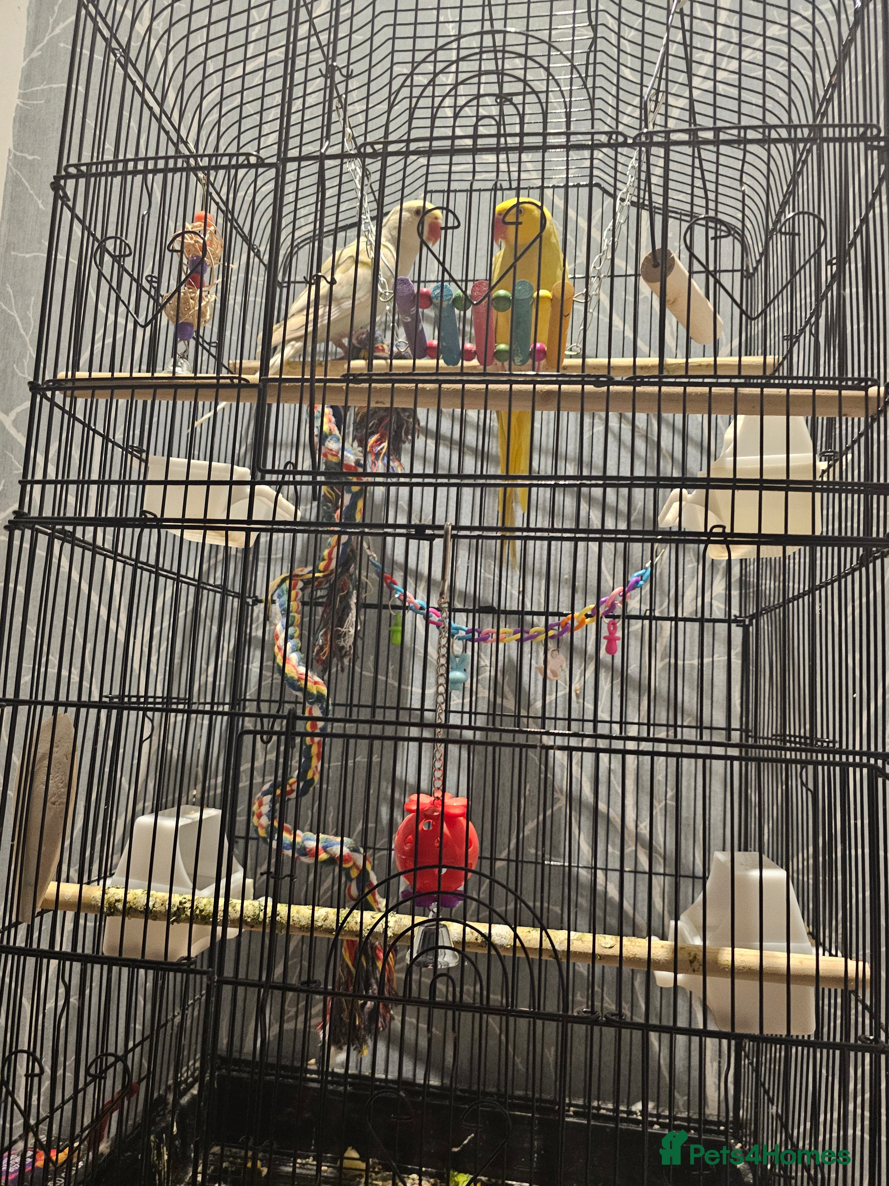 Ringnecks birds 2 ringneck parrots 🦜 for sale  - Advert 14