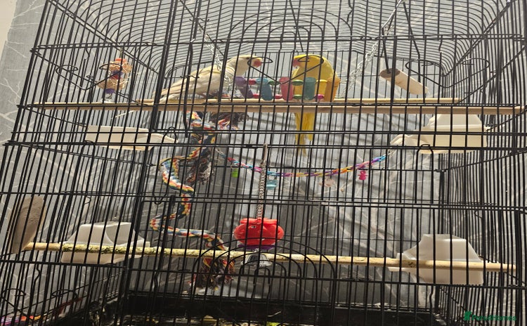 Ringnecks birds - Advert 4