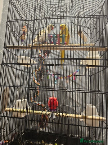 Ringnecks birds - Advert 1