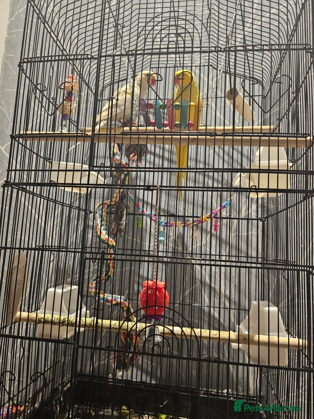 Ringnecks birds for sale: 2 ringneck parrots 🦜 for sale  - Advert 1