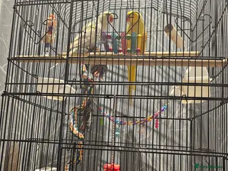 Ringnecks birds 2 ringneck parrots 🦜 for sale - Advert 6
