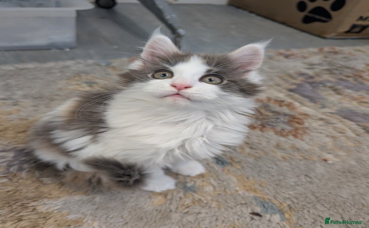 Maine Coon cats - Advert 12