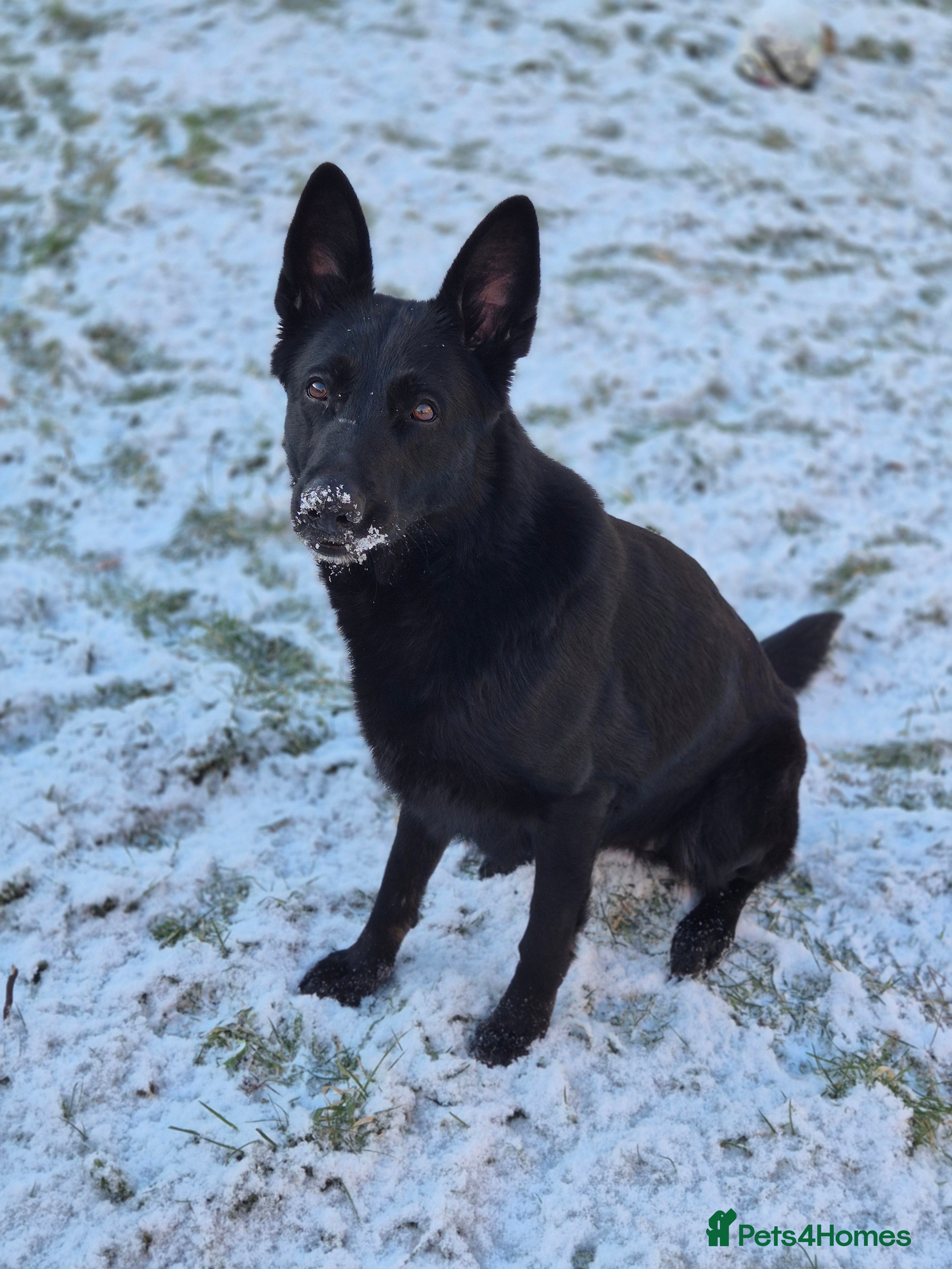 German Shepherd dogs Luna bear - Advert 1