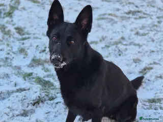 German Shepherd dogs Luna bear - Advert 3