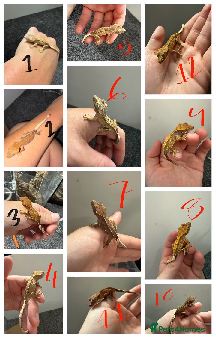 Gecko reptiles 12 x Crested Gecko babies - Advert 1