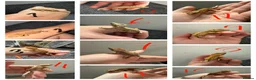 Gecko reptiles for sale: 12 x Crested Gecko babies - Advert 1