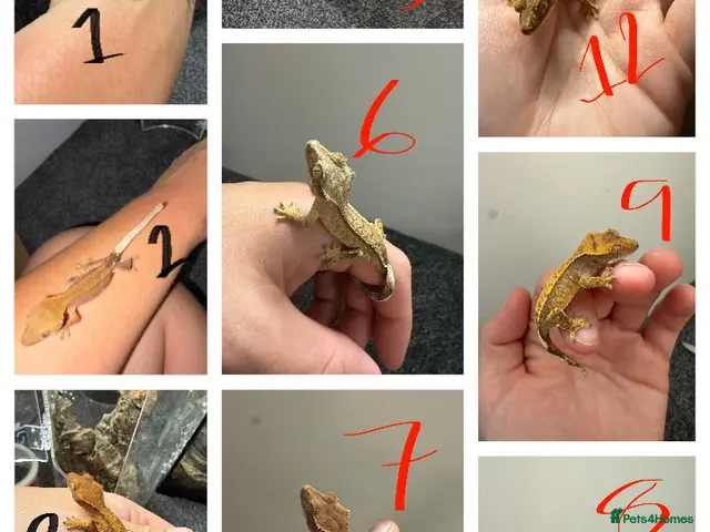 Gecko reptiles 12 x Crested Gecko babies - Advert 1