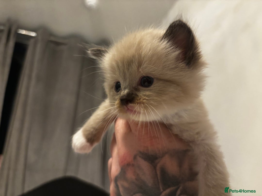 Ragdoll cats for sale: Ragdoll kittens  - Image 14