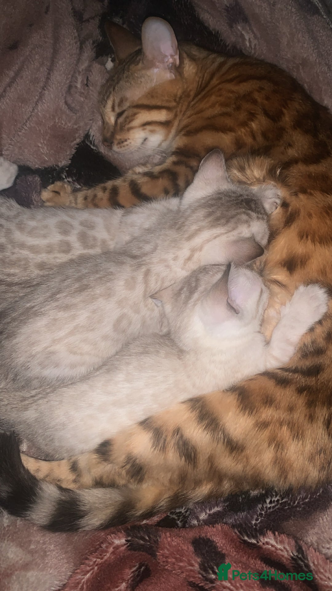 Bengal cats for sale: Male Bengal Cat – Loving & Trained For sale - Image 7